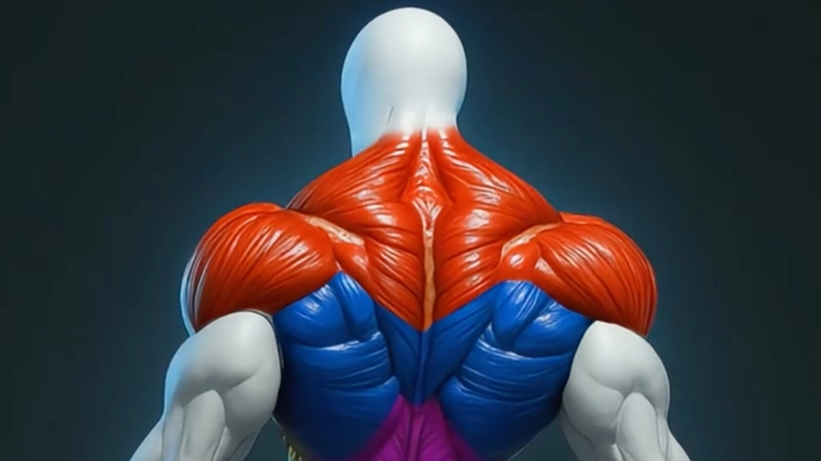 shoulders